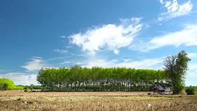 安徽农舍农田水稻延时拍摄视频的预览图